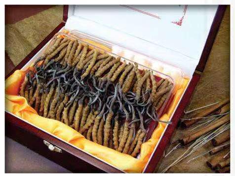 佳县冬虫夏草回收